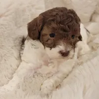 Jasmine  AKC, a female Poodle - Toy  for sale in Greenville, SC – Photo 5 of 7
