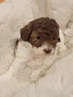 Jasmine  AKC, a female Poodle - Toy  for sale in Greenville, SC – Photo 2 of 4