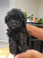 Buddy, a male Poodle - Toy  for sale in Greenville, SC – 3 of 3