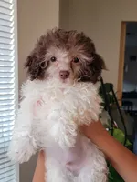 AKC Zues, a male Poodle - Toy  for sale in Greenville, SC – 1 of 5