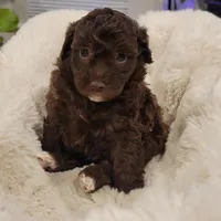 Coco AKC, a female Poodle - Toy  for sale in Greenville, SC – Photo 3 of 6