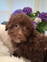 Coco AKC, a female Poodle - Toy  for sale in Greenville, SC – Photo 1 of 6