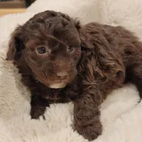 Coco AKC, a female Poodle - Toy  for sale in Greenville, SC – Photo 5 of 6