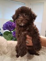 Coco AKC, a female Poodle - Toy  for sale in Greenville, SC – Photo 2 of 6