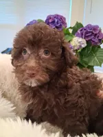 Coco AKC, a female Poodle - Toy  for sale in Greenville, SC – Photo 4 of 6