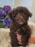 Coco AKC, a female Poodle - Toy  for sale in Greenville, SC – Photo 6 of 6
