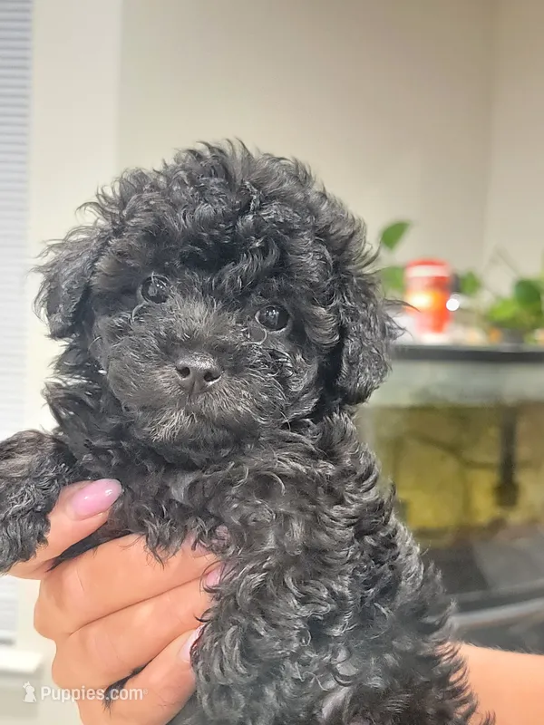 Buddy – Poodle - Toy  puppy for sale in Greenville, SC