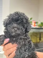 Buddy, a male Poodle - Toy  for sale in Greenville, SC – 1 of 3