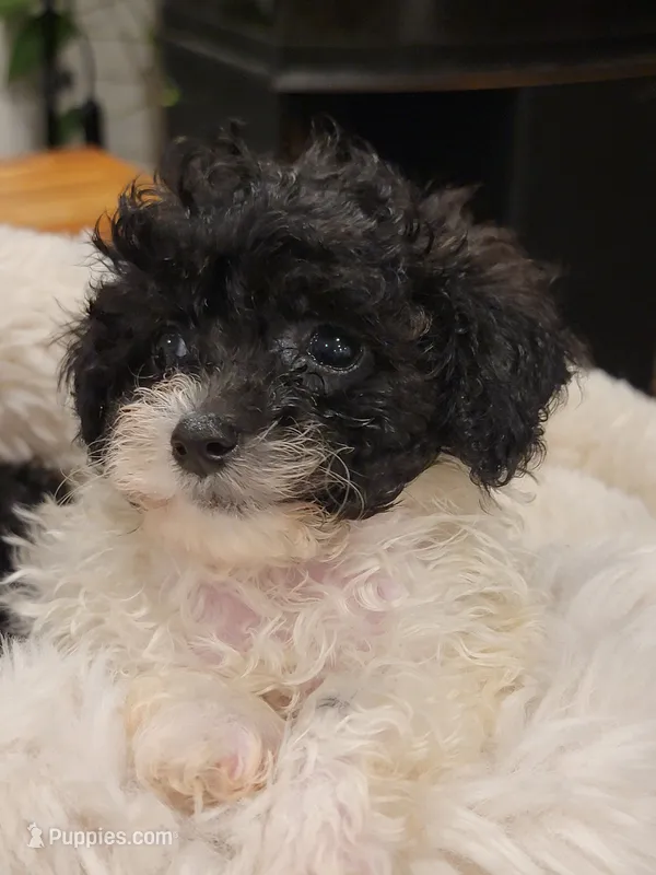 Duke – Poodle - Toy  puppy for sale in Greenville, SC