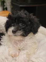 Duke, a male Poodle - Toy  for sale in Greenville, SC – 1 of 2