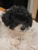 Duke, a male Poodle - Toy  for sale in Greenville, SC – 2 of 2