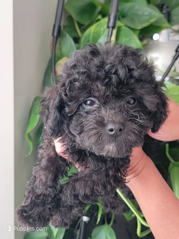 AKC Buddy – Poodle - Toy  puppy for sale in Greenville, SC