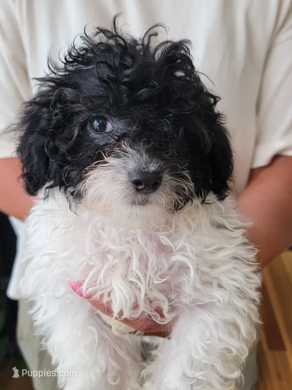 AKC Duke – Poodle - Toy  puppy for sale in Greenville, SC