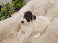 Chloe AKC, a female Poodle - Toy  for sale in Greenville, SC – Photo 3 of 5