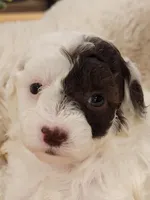 Chloe AKC, a female Poodle - Toy  for sale in Greenville, SC – Photo 4 of 5
