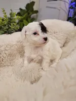 Chloe AKC, a female Poodle - Toy  for sale in Greenville, SC – Photo 5 of 5