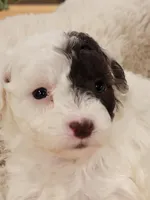 Chloe AKC, a female Poodle - Toy  for sale in Greenville, SC – Photo 2 of 5