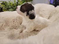 Chloe AKC, a female Poodle - Toy  for sale in Greenville, SC – Photo 1 of 5