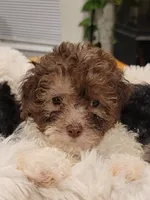 Zues, a male Poodle - Toy  for sale in Greenville, SC – 3 of 3