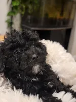 Suzie, a female Poodle - Toy  for sale in Greenville, SC – 2 of 3