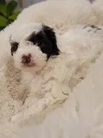 Moses AKC, a male Poodle - Toy  for sale in Greenville, SC – Photo 1 of 6