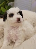 Moses AKC, a male Poodle - Toy  for sale in Greenville, SC – Photo 2 of 6