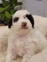 Moses AKC, a male Poodle - Toy  for sale in Greenville, SC – Photo 4 of 6