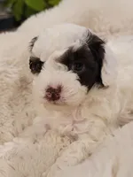 Moses AKC, a male Poodle - Toy  for sale in Greenville, SC – Photo 3 of 6