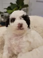 Moses AKC, a male Poodle - Toy  for sale in Greenville, SC – Photo 6 of 6