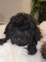 Buddy, a male Poodle - Toy  for sale in Greenville, SC – 2 of 3