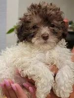 Zues, a male Poodle - Toy  for sale in Greenville, SC – 2 of 3