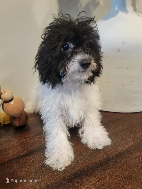 AKC Duke – Poodle - Toy  puppy for sale in Greenville, SC