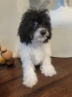 AKC Duke, a male Poodle - Toy  for sale in Greenville, SC – 1 of 6