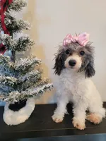 Mila AKC, a female Poodle - Toy  for sale in Greenville, SC – Photo 3 of 9