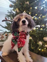 Mila AKC, a female Poodle - Toy  for sale in Greenville, SC – Photo 6 of 9