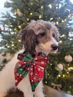 Mila AKC, a female Poodle - Toy  for sale in Greenville, SC – Photo 9 of 9