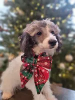 Mila AKC, a female Poodle - Toy  for sale in Greenville, SC – Photo 8 of 9