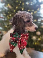 Mila AKC, a female Poodle - Toy  for sale in Greenville, SC – Photo 1 of 9