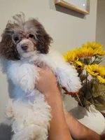 AKC Zues, a male Poodle - Toy  for sale in Greenville, SC – 3 of 5
