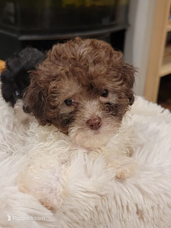 Zues – Poodle - Toy  puppy for sale in Greenville, SC