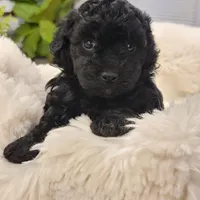 Maya AKC, a female Poodle - Toy  for sale in Greenville, SC – Photo 6 of 7