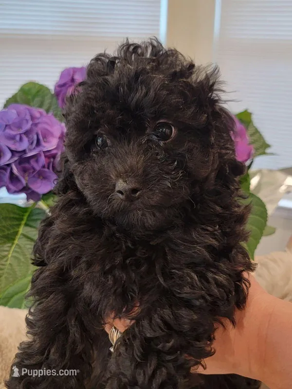 Maya AKC – Poodle - Toy  puppy for sale in Greenville, SC