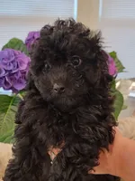 Maya AKC, a female Poodle - Toy  for sale in Greenville, SC – Photo 1 of 7