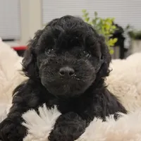 Maya AKC, a female Poodle - Toy  for sale in Greenville, SC – Photo 4 of 7