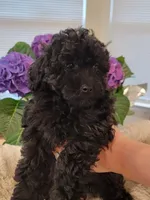 Maya AKC, a female Poodle - Toy  for sale in Greenville, SC – Photo 3 of 7