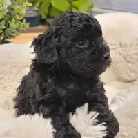 Maya AKC, a female Poodle - Toy  for sale in Greenville, SC – Photo 5 of 7