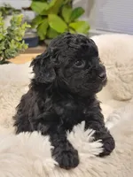 Maya AKC, a female Poodle - Toy  for sale in Greenville, SC – Photo 3 of 4