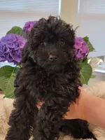 Maya AKC, a female Poodle - Toy  for sale in Greenville, SC – Photo 2 of 7