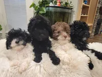 Suzie, a female Poodle - Toy  for sale in Greenville, SC – 3 of 3