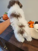 AKC Zues, a male Poodle - Toy  for sale in Greenville, SC – 4 of 5